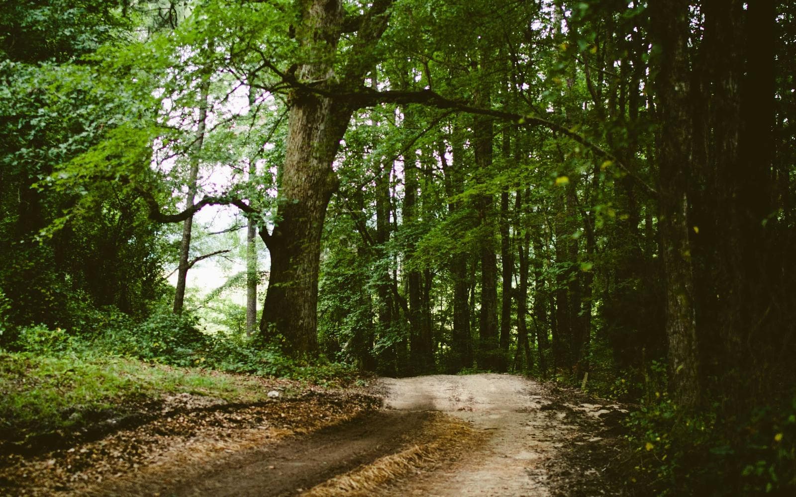 Builder Floor 3BHK in Vasant Kunj - Image 2