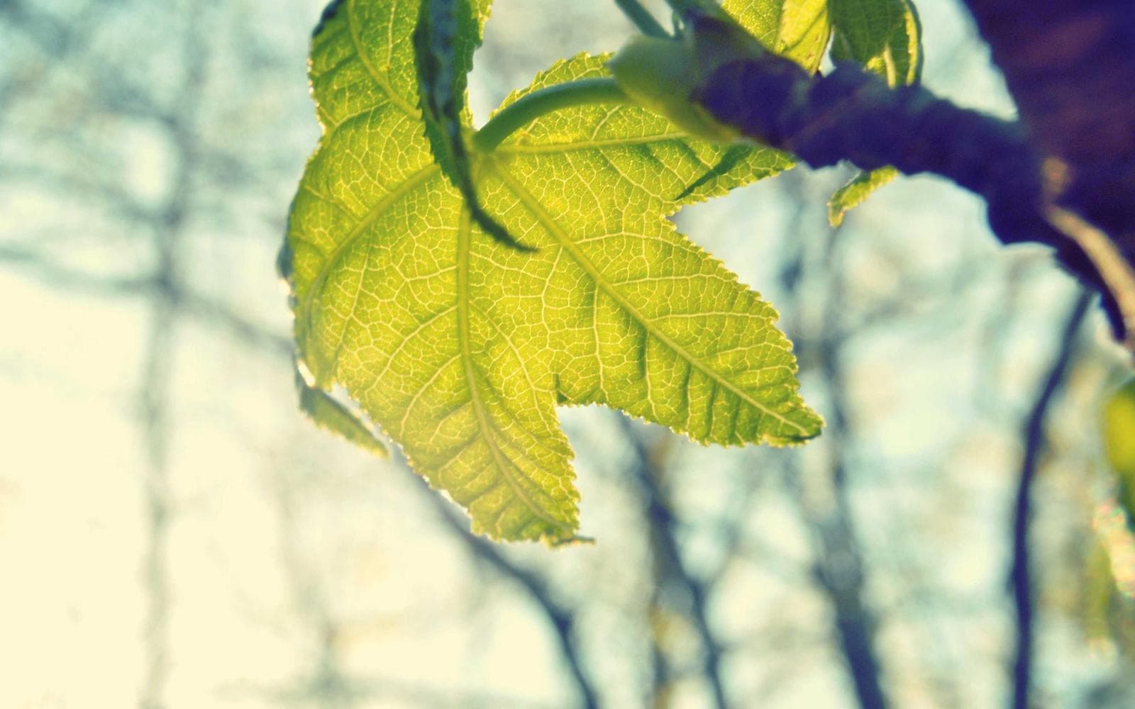 Luxury Farmhouse in Chattarpur - Image 2