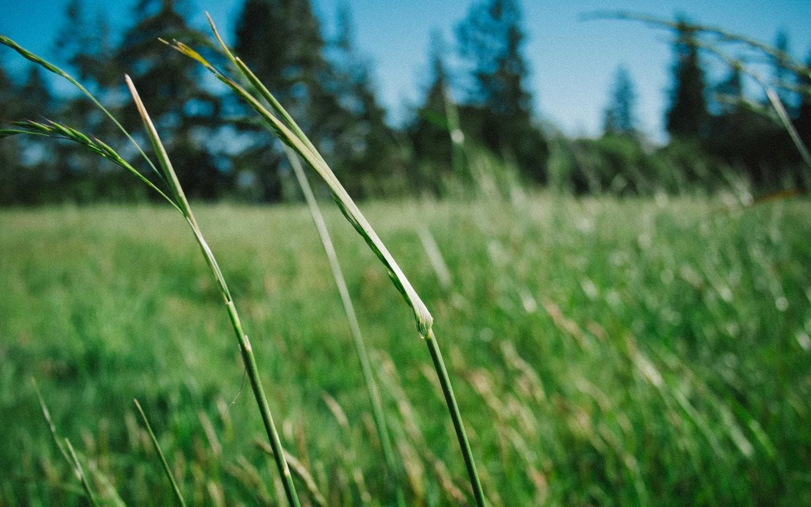 Ultra Luxury 5BHK Penthouse on Golf Course Road - Image 2