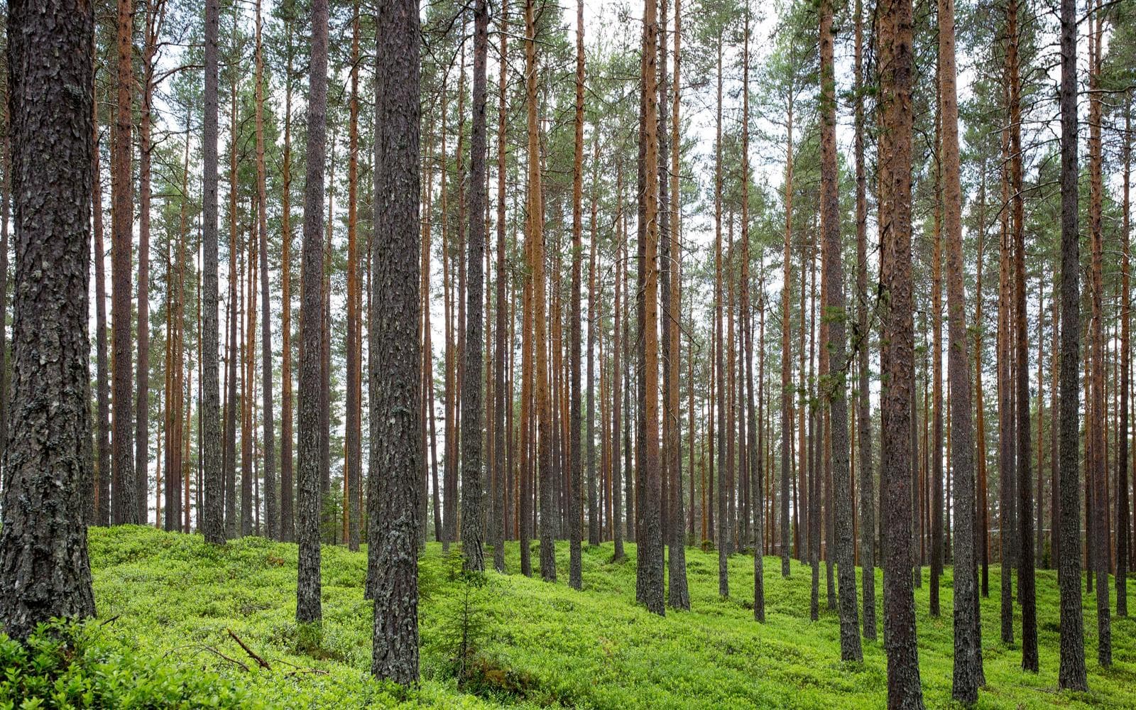 Furnished 3BHK for Rent, Golf Course Extension