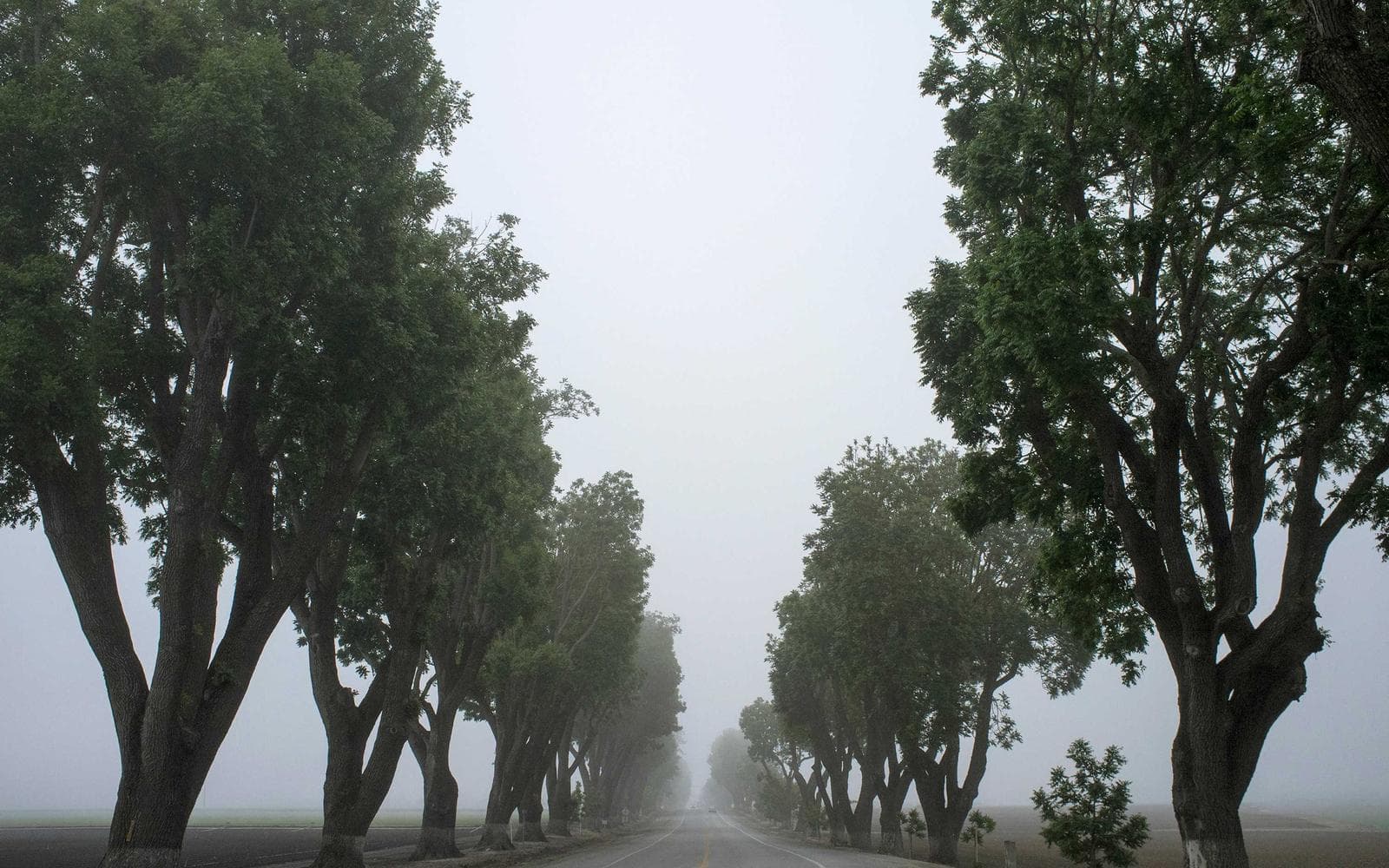 Furnished 3BHK for Rent, Golf Course Extension - Image 4